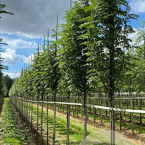 Sorbus Autumn Spire 12-14 HO draadkluit 3 X verplant