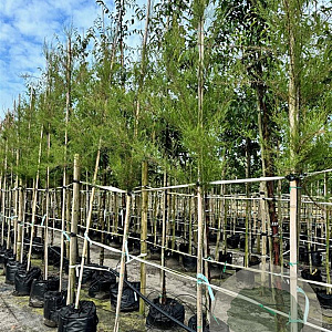 Tamarix gallica 6-8 HO container