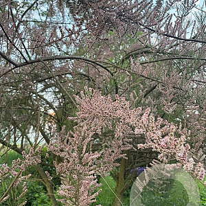 Tamarix gallica 6-8 HO container