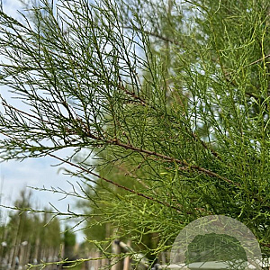 Tamarix gallica 6-8 HO container