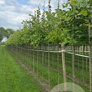 Tilia cordata 'Rancho' 18-20 HO draadkluit verplant