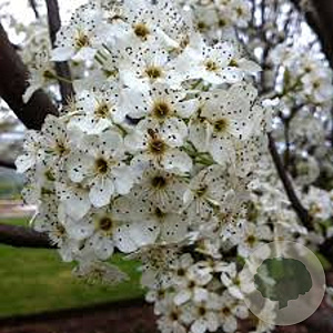 Pyrus calleryana 'Redspire' 14-16 HO draadkluit