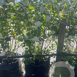 Viburnum opulus 'Roseum' 175-200 cm container struik