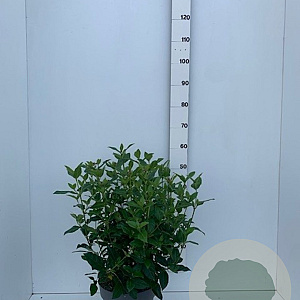 Viburnum tinus 50-60 cm 7,5L