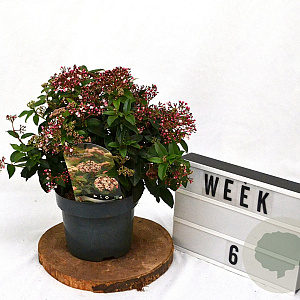 Viburnum tin. 'Eve Price' 40-60 cm 3,0L