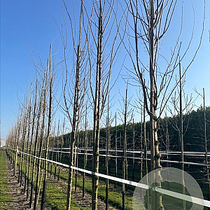 Zelkova serrata Green Vase 16-18 HO draadkluit 3 X verplant