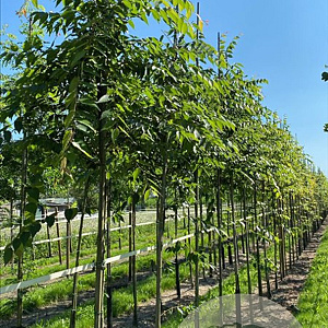 Zelkova serrata 'Urban Ruby' 12-14 HO draadkluit 3 X verplant