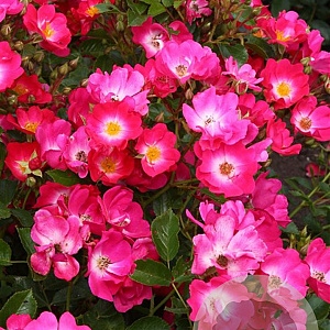 Rosa (H) Marathon GM C1.5 eigen wortel