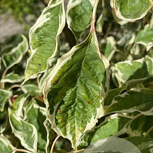 Cornus alba 'Aurea' 175-200 cm draadkluit meerstammig