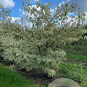 Cornus alba 'Aurea' 175-200 cm draadkluit meerstammig