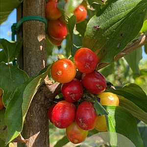 Cornus mas 10-12 HO draadkluit