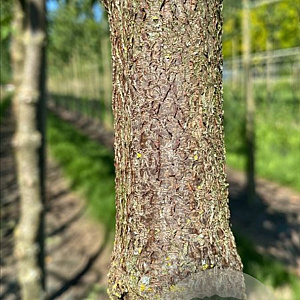 Cornus mas 10-12 HO container 