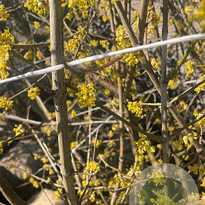 Cornus mas 10-12 HO container 