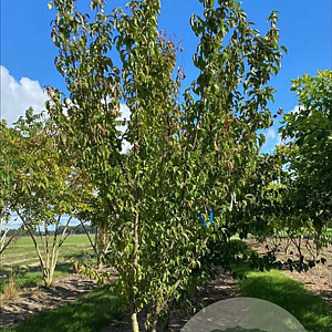 Cornus officinalis 150-175 cm draadkluit meerstammig 80-100 breed