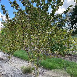 Cornus officinalis 150-175 cm draadkluit meerstammig 80-100 breed