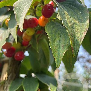 Cornus officinalis 150-175 cm draadkluit meerstammig 80-100 breed
