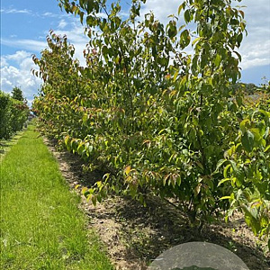 Cornus wilsoniana 175-200 cm draadkluit meerstammig