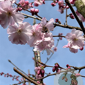 Prunus 'Accolade' 12-14 HO container