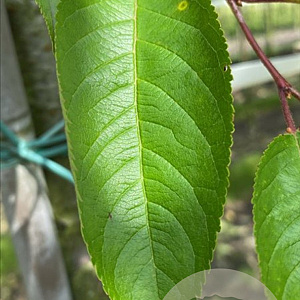 Prunus 'Accolade' 20-25 HO draadkluit 3 X verplant