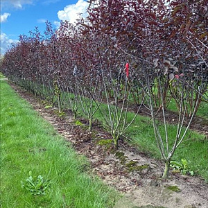 Prunus cistena 150-175 cm draadkluit meerstammig 80-100 breed