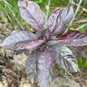 Prunus cistena 150-175 cm draadkluit meerstammig 80-100 breed