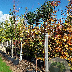 Prunus eminens 'Umbraculifera' 10-12 HO container 