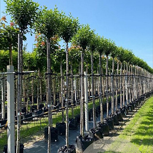 Prunus eminens 'Umbraculifera' 12-14 HO container