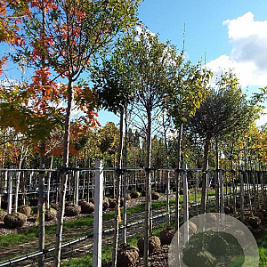 Prunus eminens 'Umbraculifera' 12-14 HO container