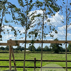 Prunus 'Kiku-shidare-zakura' 18-20 HO draadkluit verplant