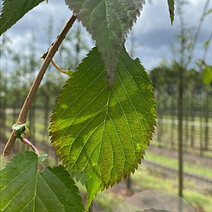 Prunus 'Kiku-shidare-zakura' 18-20 HO draadkluit verplant