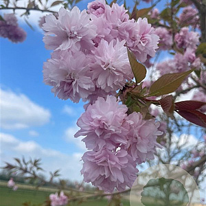 Prunus 'Kiku-shidare-zakura' 18-20 HO draadkluit verplant