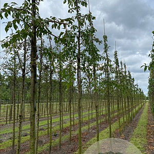 Prunus 'Kiku-shidare-zakura' 18-20 HO draadkluit verplant