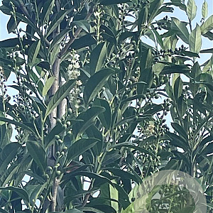 Prunus l. 'Mariblon' 12-14 HO container