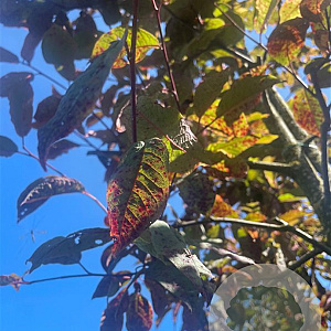 Prunus padus 'Colorata' 10-12 HO container 