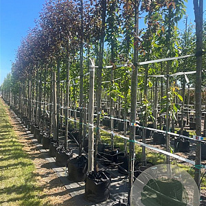 Prunus padus 'Colorata' 12-14 HO container