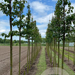 Prunus sargentii 'Rancho' 18-20 HO draadkluit verplant