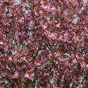 Prunus sargentii 'Rancho' 18-20 HO draadkluit verplant