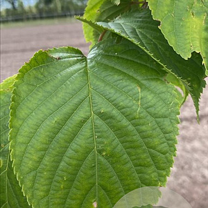 Prunus sargentii 'Rancho' 18-20 HO draadkluit verplant