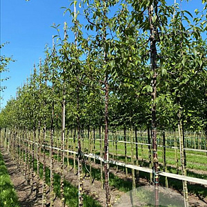 Prunus serrula 16-18 HO draadkluit 3 X verplant