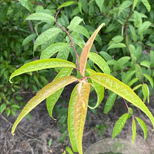 Prunus serrula 16-18 HO container 125 cm stam LEIVORM