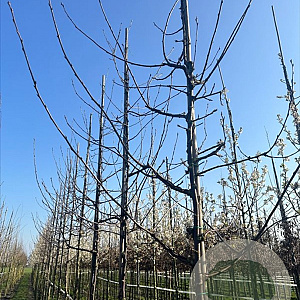 Prunus serrula 18-20 HO draadkluit verplant