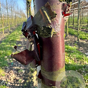 Prunus serrula 20-25 HO draadkluit 3 X verplant