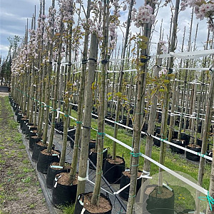 Prunus ser. 'Amanogawa' 10-12 HO container 