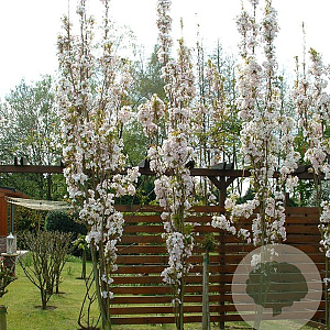 Prunus ser. 'Amanogawa' 10-12 HO container 