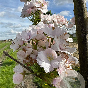 Prunus ser. 'Amanogawa' 16-18 HO draadkluit 3 X verplant