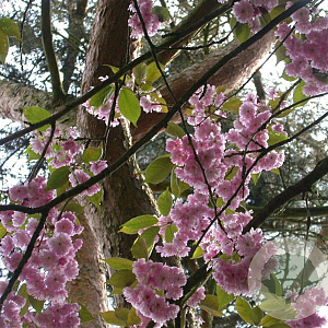 Prunus ser. 'Kanzan' 12-14 HO container