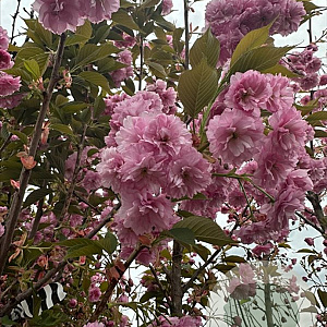 Prunus ser. 'Kanzan' 16-18 HO draadkluit 3 X verplant