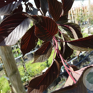 Prunus ser. 'Royal Burgundy' 12-14 HO container