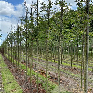 Prunus subh. 'Autumnalis Rosea' 18-20 HO draadkluit verplant