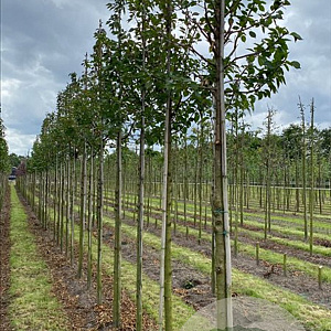 Prunus 'Umineko' 18-20 HO draadkluit verplant